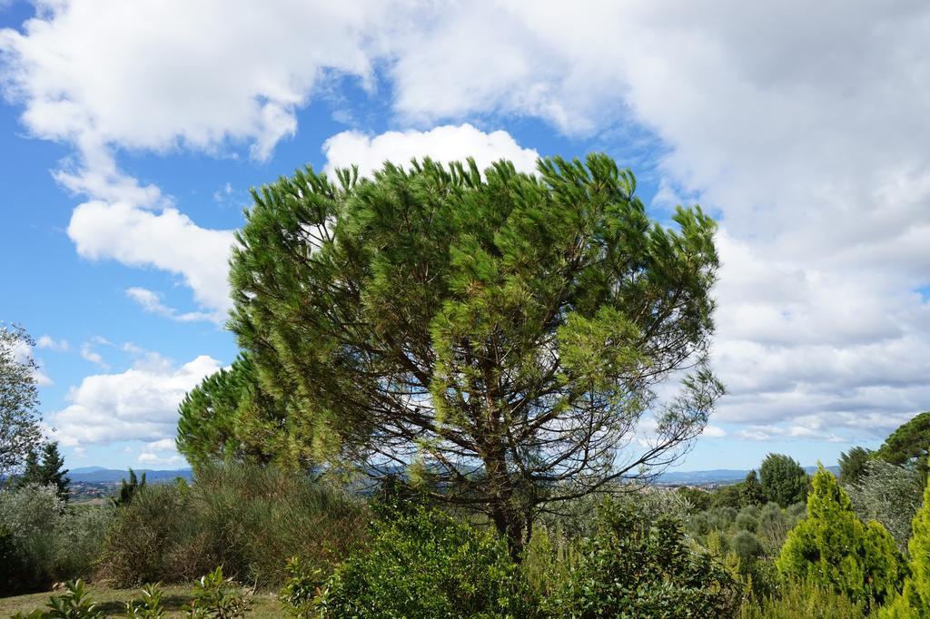 Casa Lucia In Chianti Bed & Breakfast Vagliagli Bagian luar foto